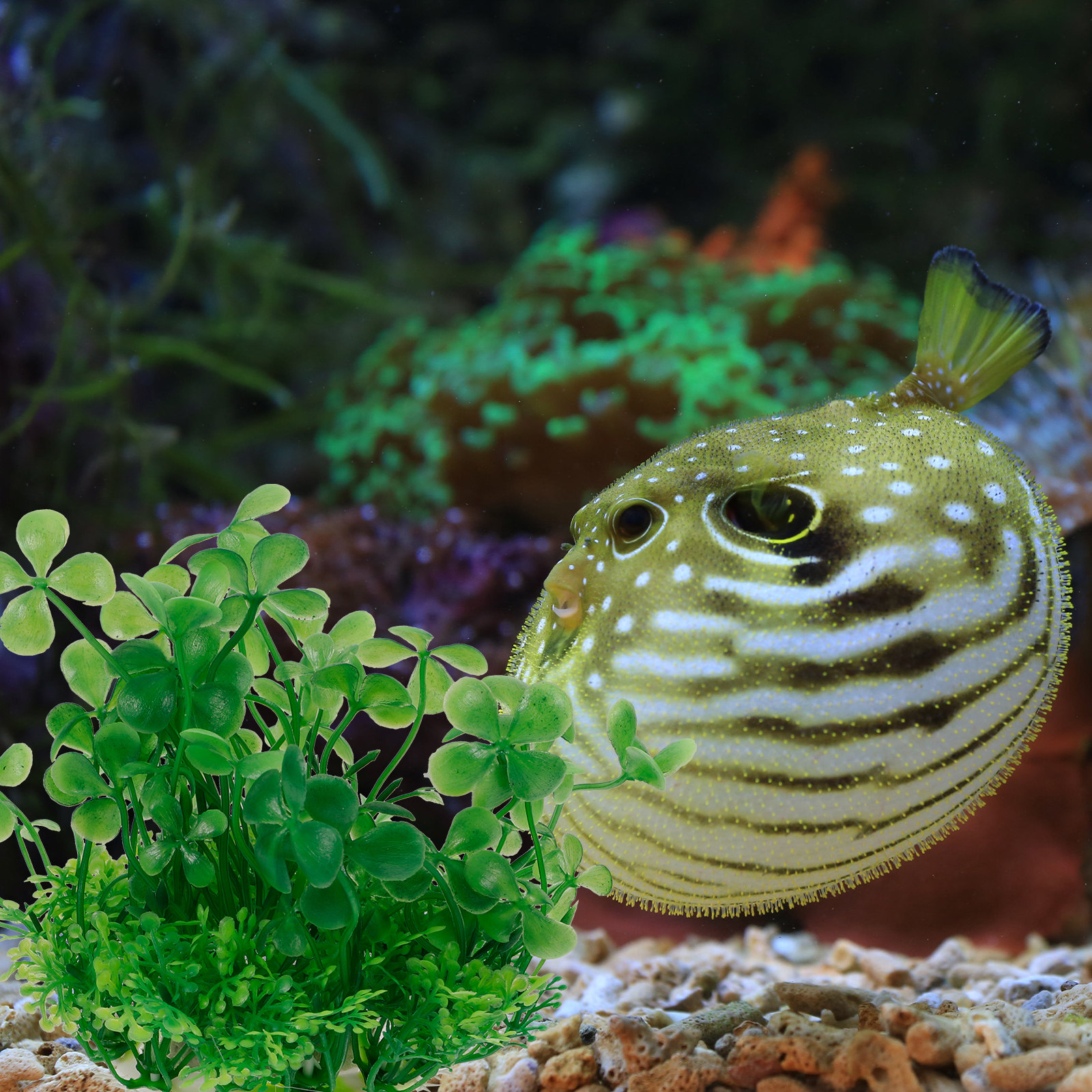 Premium Plastic Aquarium Plant - Aquarium Planted Tank Setup 评论和价格