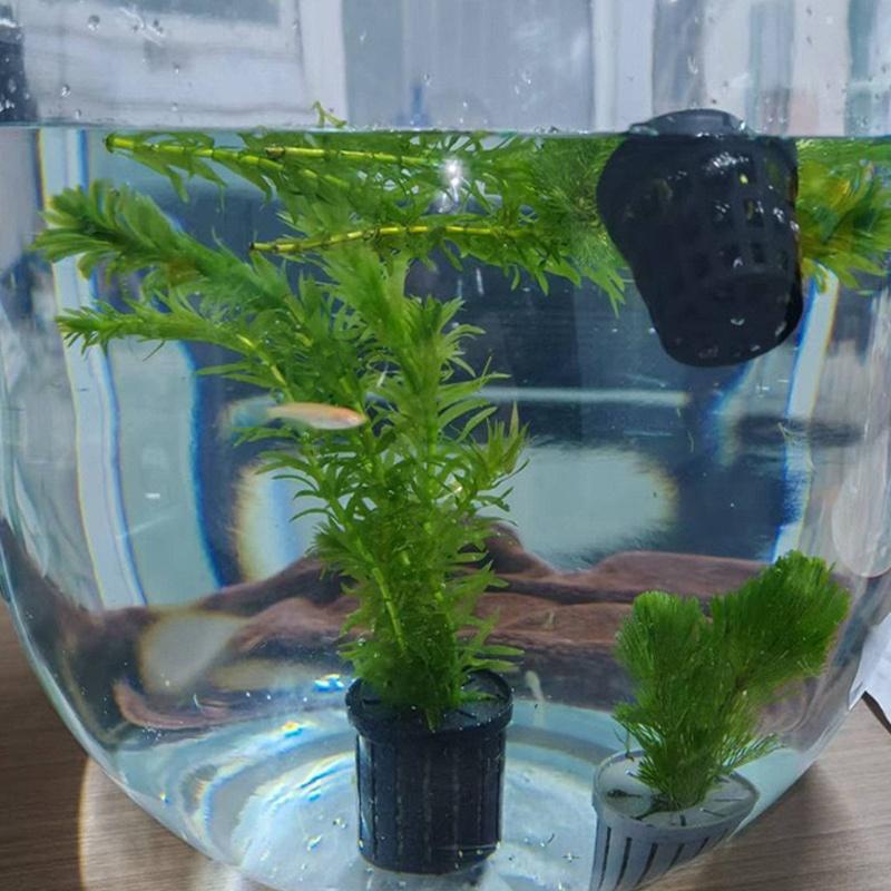 4Pcs Pet Fish Tank Landscaping - Aquarium Plants 评论和价格