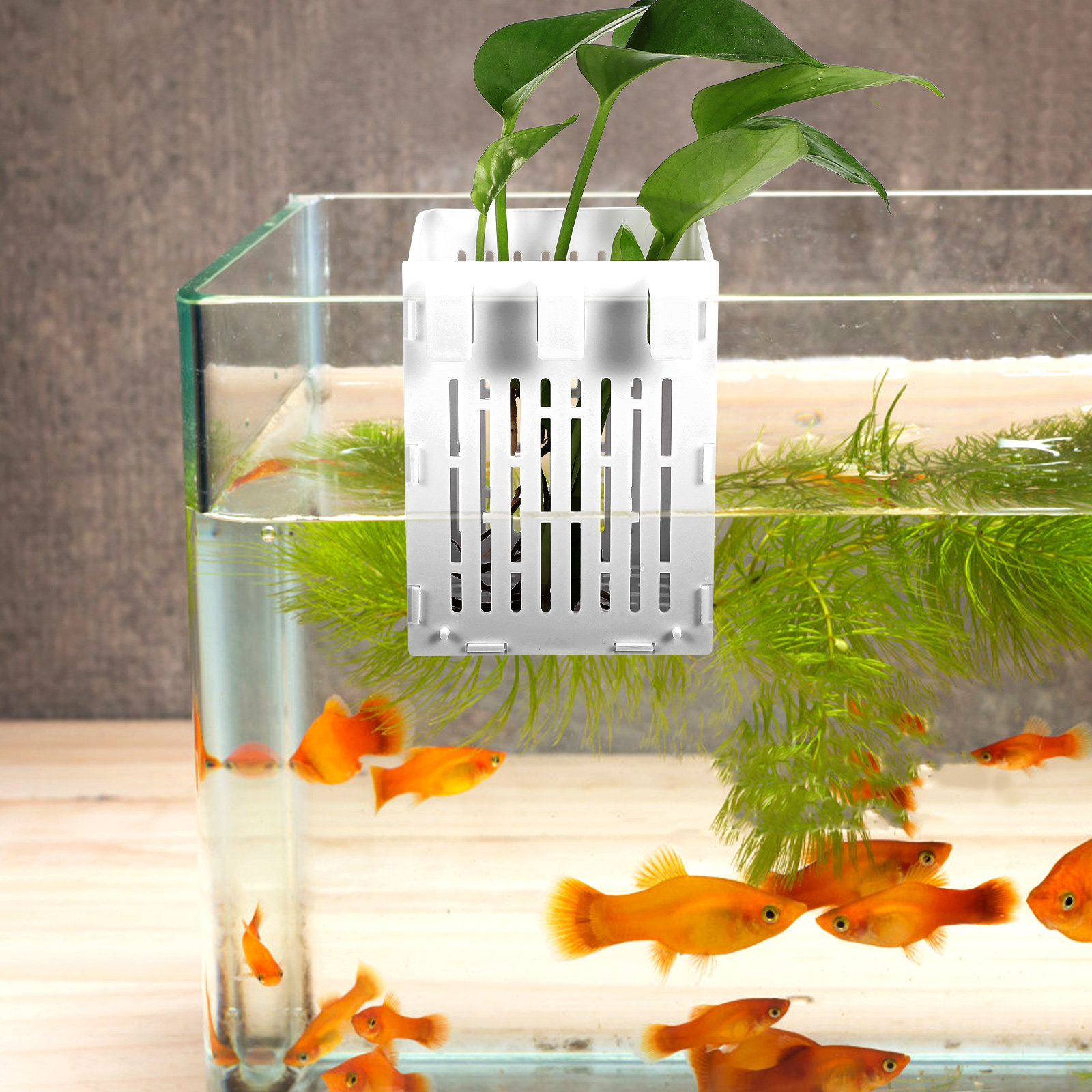 2Pcs Aquatic Plant Holder Hang - Aquarium Planted Tank Setup 评论和价格