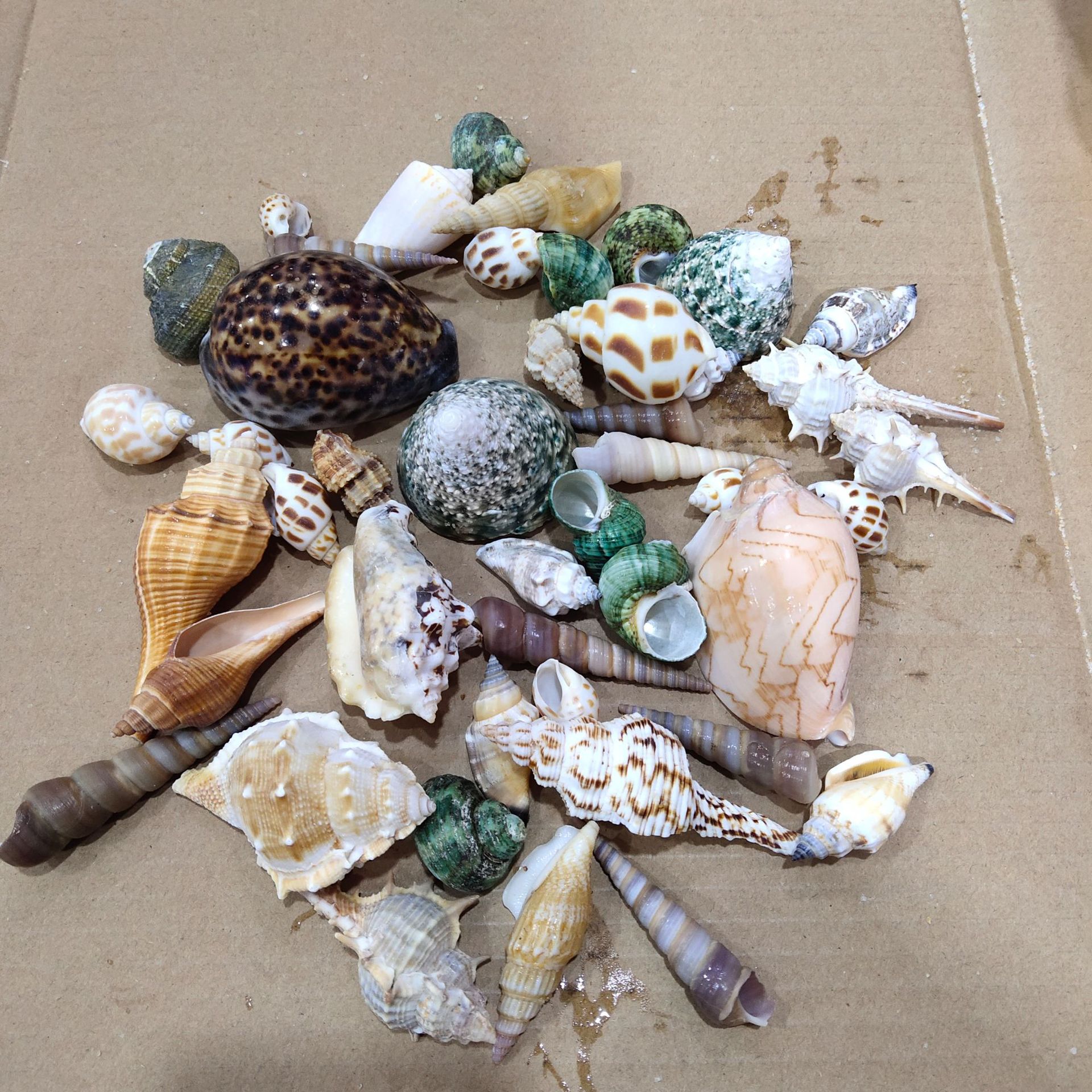 Conch shell mixed combination, - Aquarium Planting Ideas 评论和价格