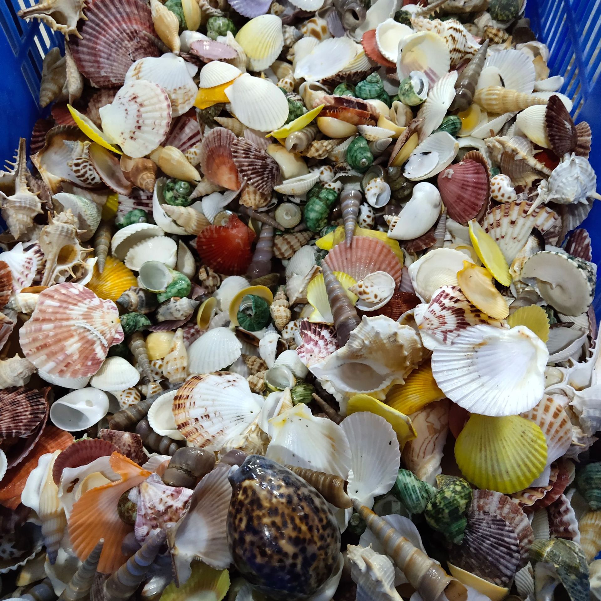 Conch shell mixed combination, - Aquarium Planting Ideas 评论和价格