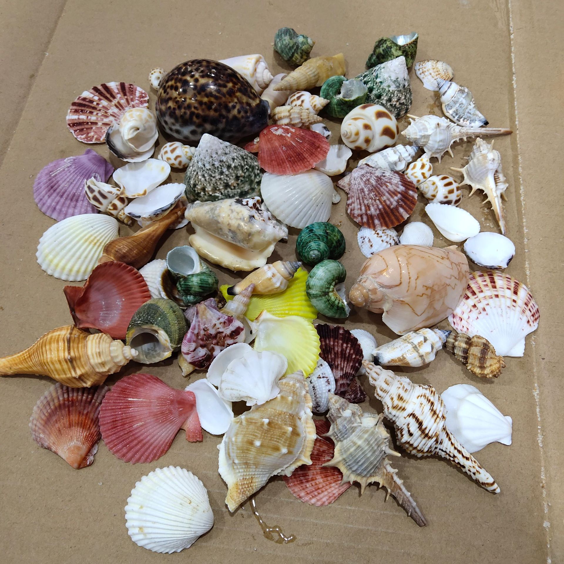Conch shell mixed combination, - Aquarium Planting Ideas 评论和价格