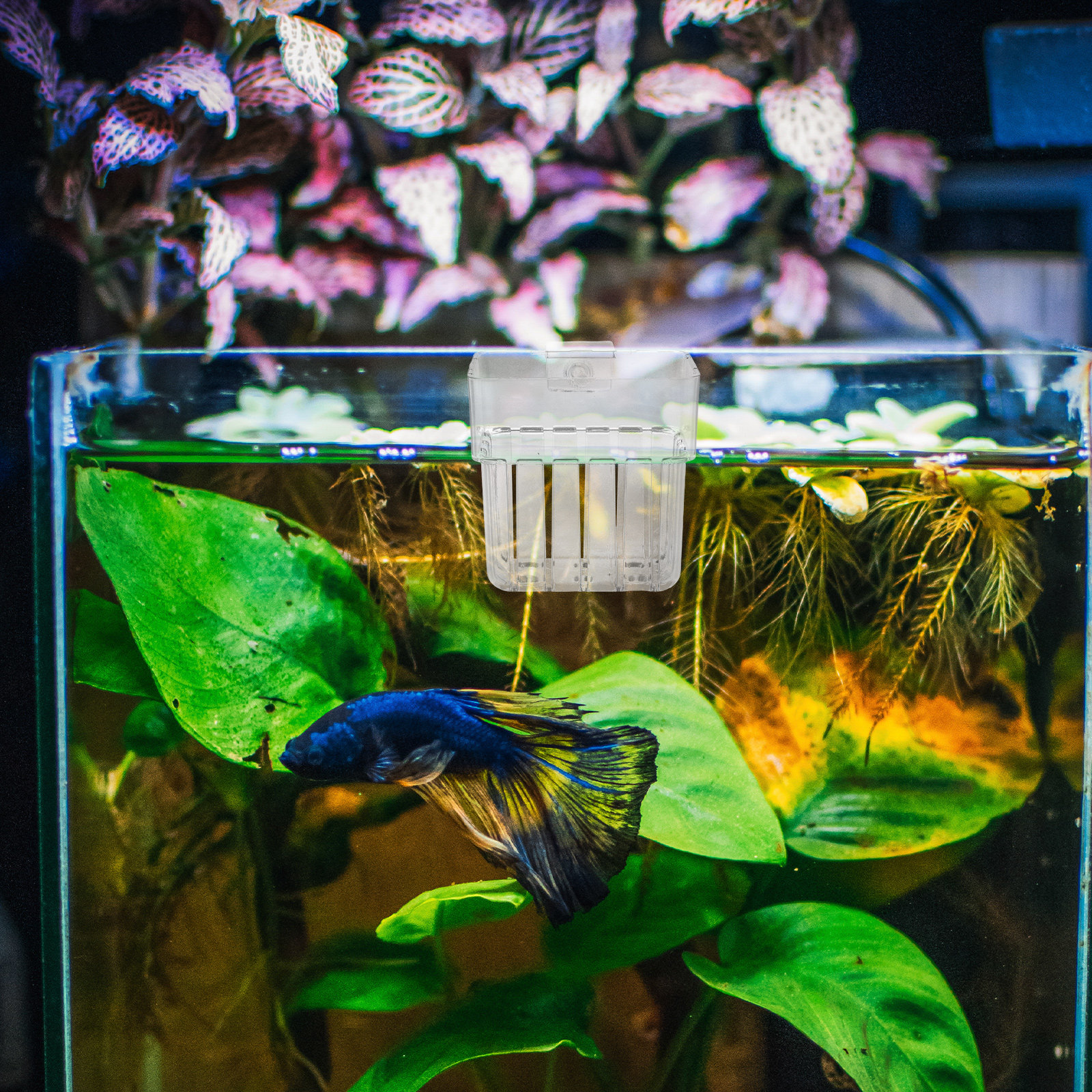 8Pcs Aquarium Plant Holder: Li - Aquarium Planted Tank Setup 评论和价格