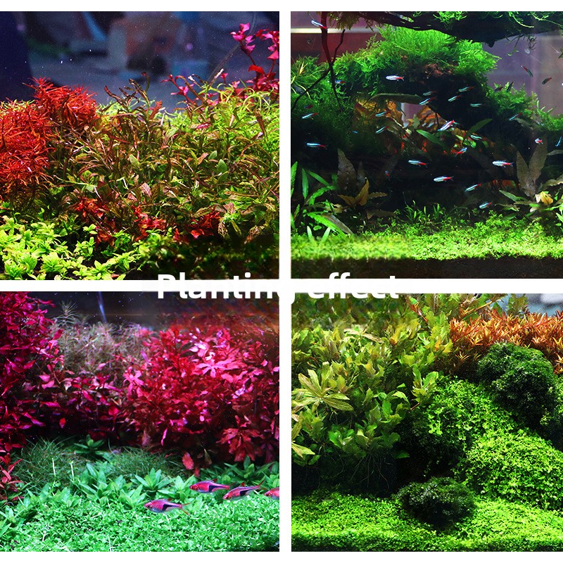 SYSENCIAGA Planted Aquarium Su - Aquarium Plant Gravel 评论和价格