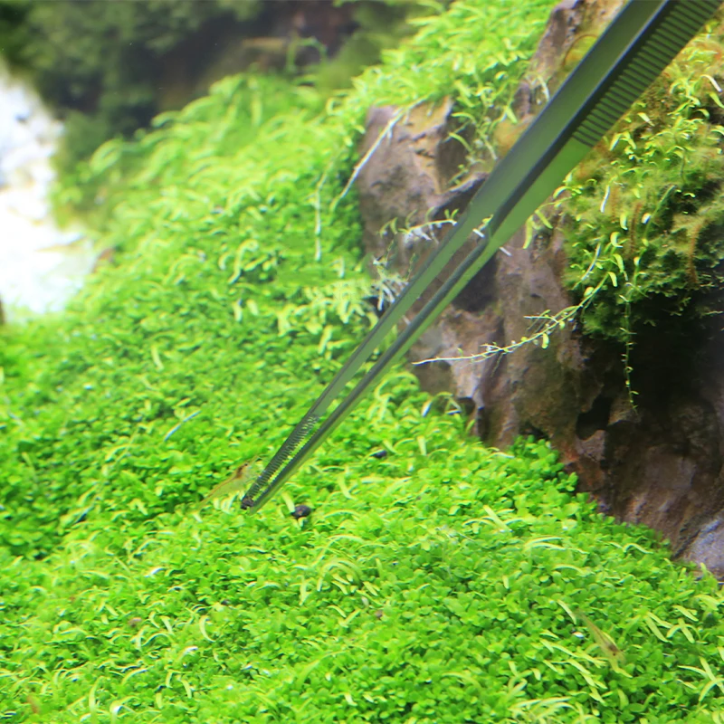 VIV ADA Quality Stainless Stee - Planted Aquarium Ada 评论和价格