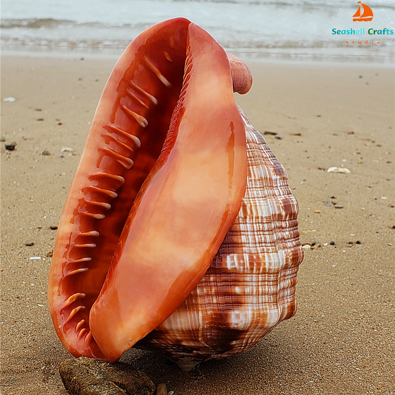 12-17CM Natural Orange Sea She - Aquarium Planting Ideas 评论和价格