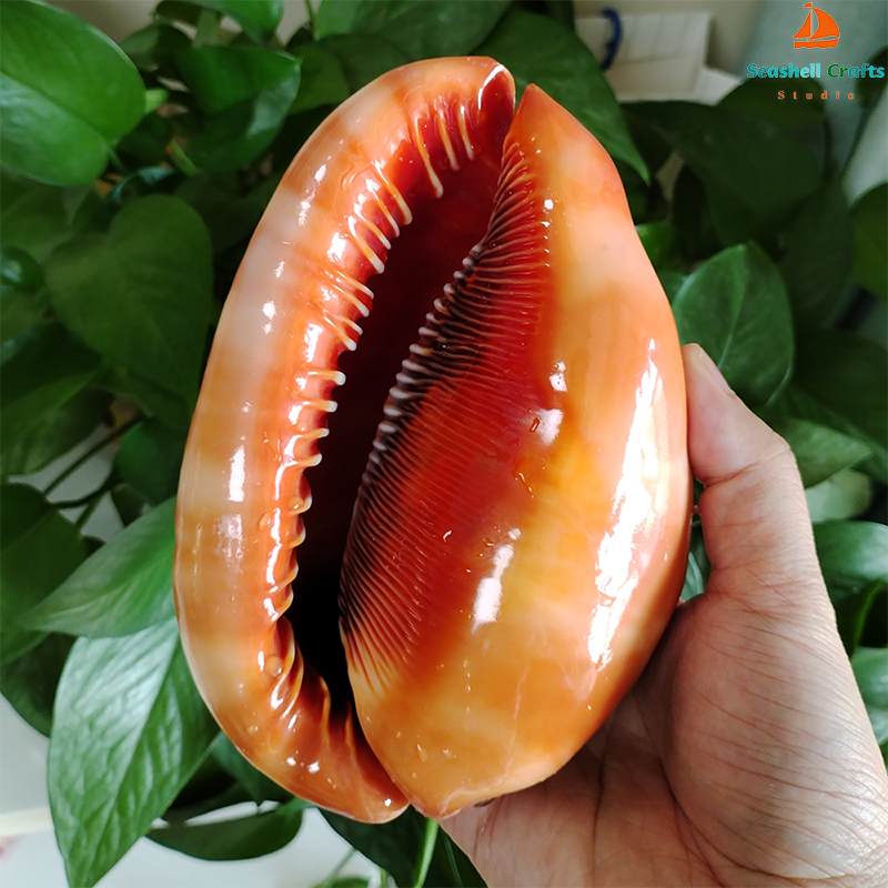 12-17CM Natural Orange Sea She - Aquarium Planting Ideas 评论和价格