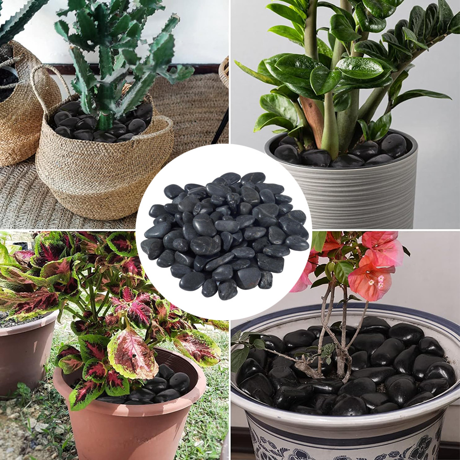 200g Black High Polished Natur - Aquarium Planting Ideas 评论和价格