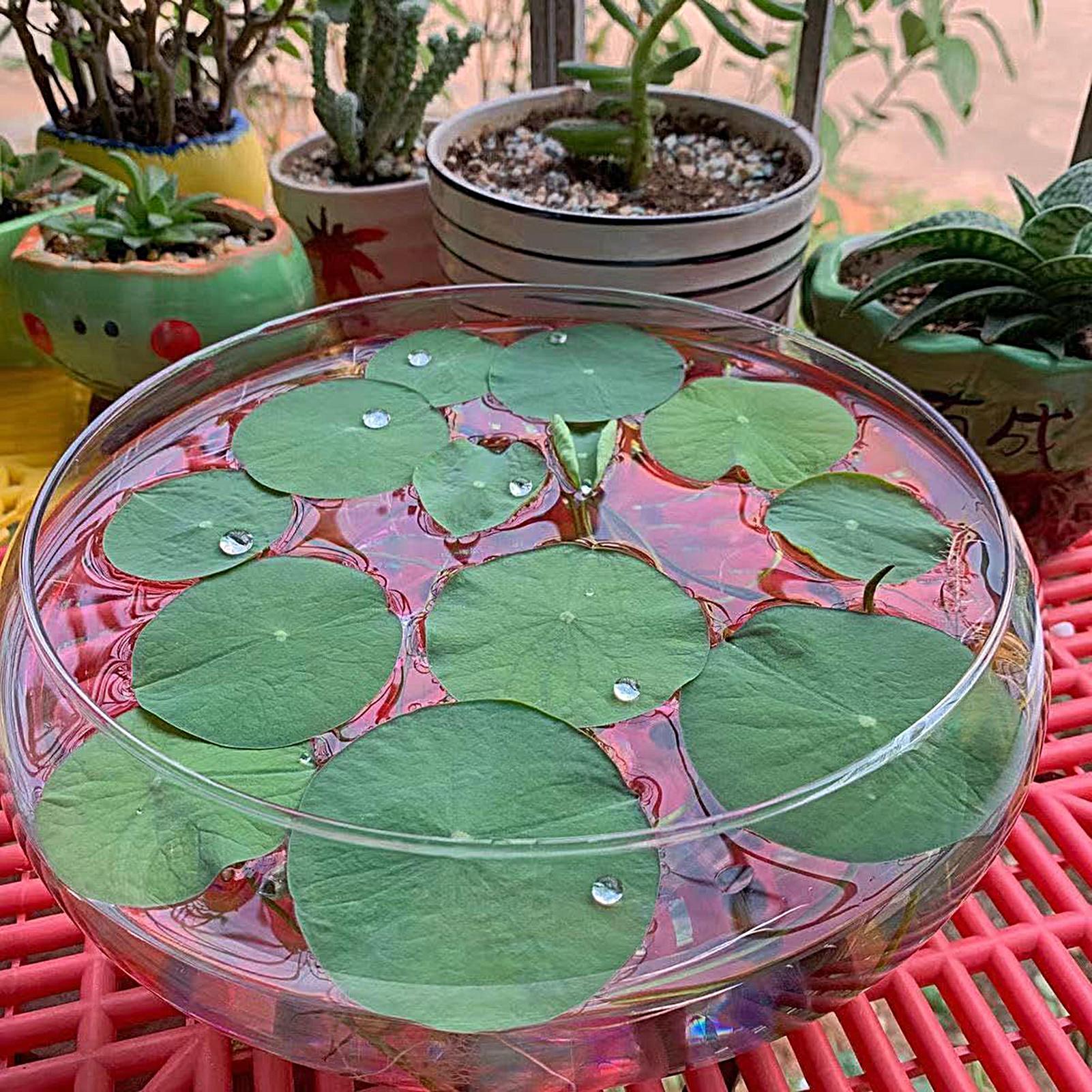Fish Glass Bowl Glass Large Hy - Aquarium Plants 评论和价格