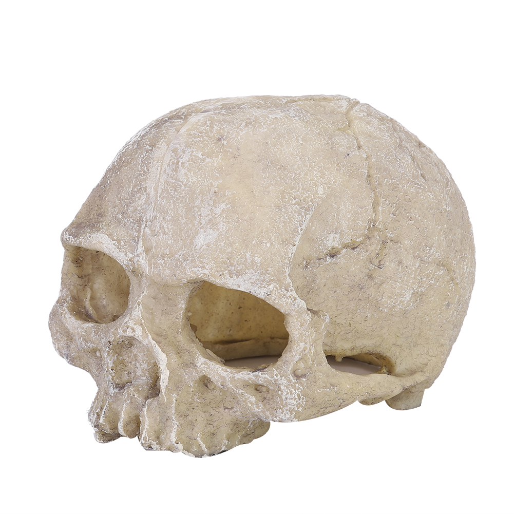 Resin Simulated Head Bone Skul - Aquarium Planting Ideas 评论和价格
